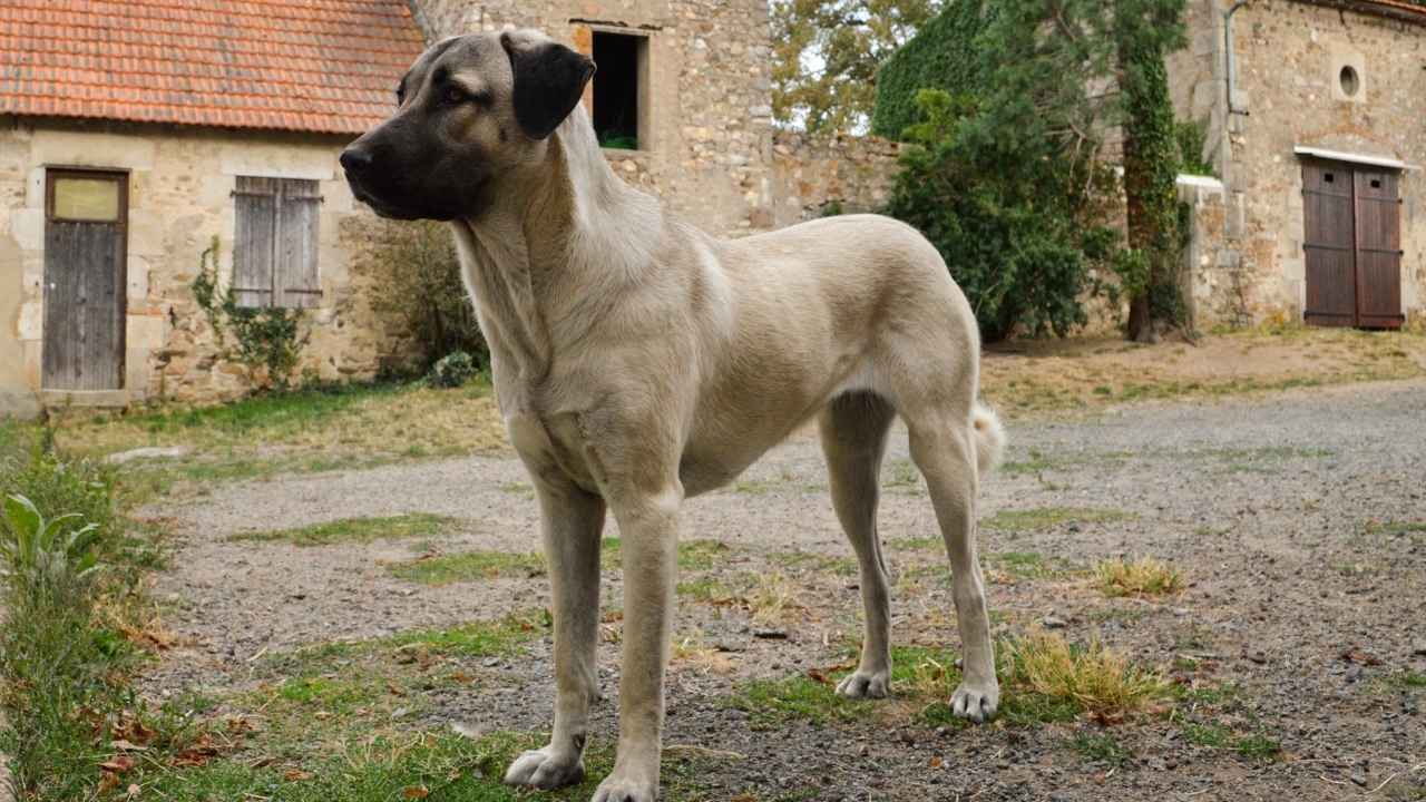 Anatolian Shepherd