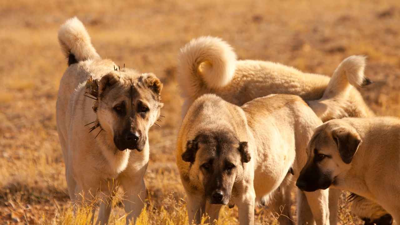 Anatolian Shepherd