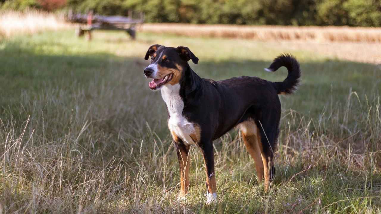 Appenzeller Sennenhund