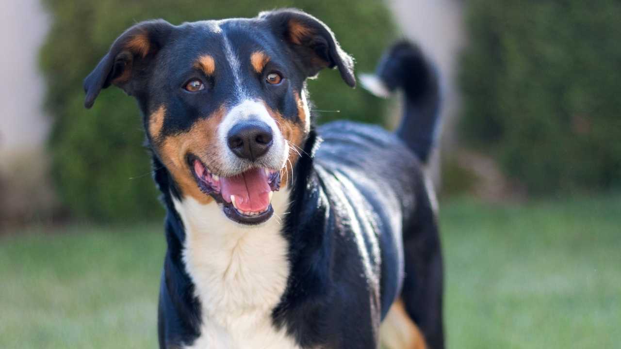 Appenzeller Sennenhund