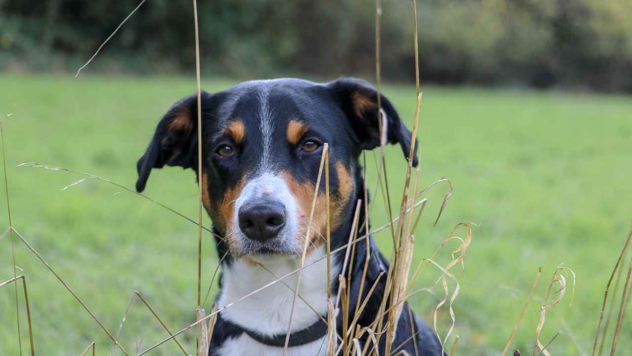 Appenzeller Sennenhund