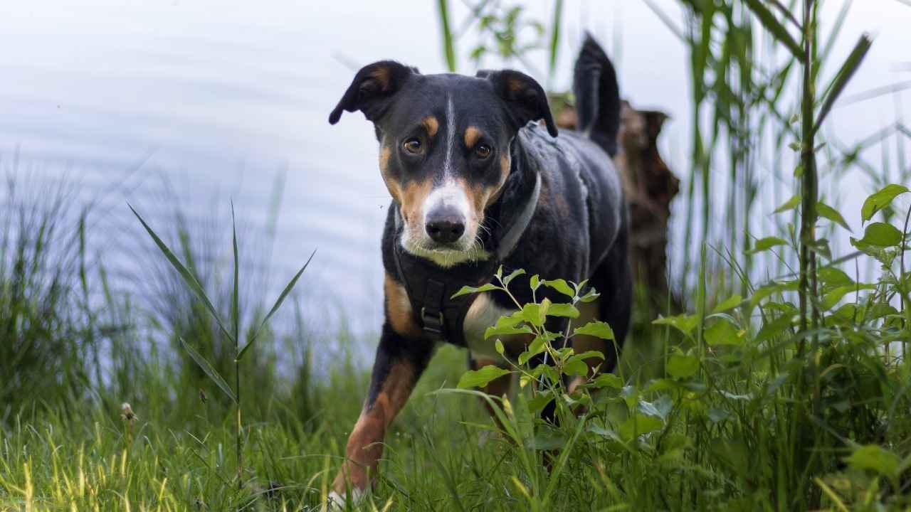 Appenzeller Sennenhund