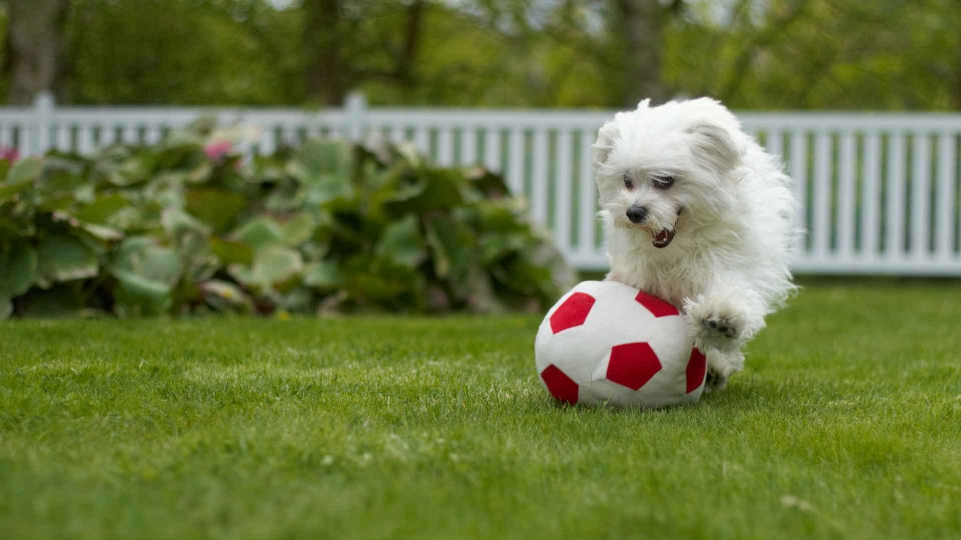 Athletic Teacup Dog