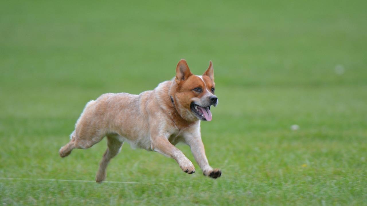 Australian Cattle Dog