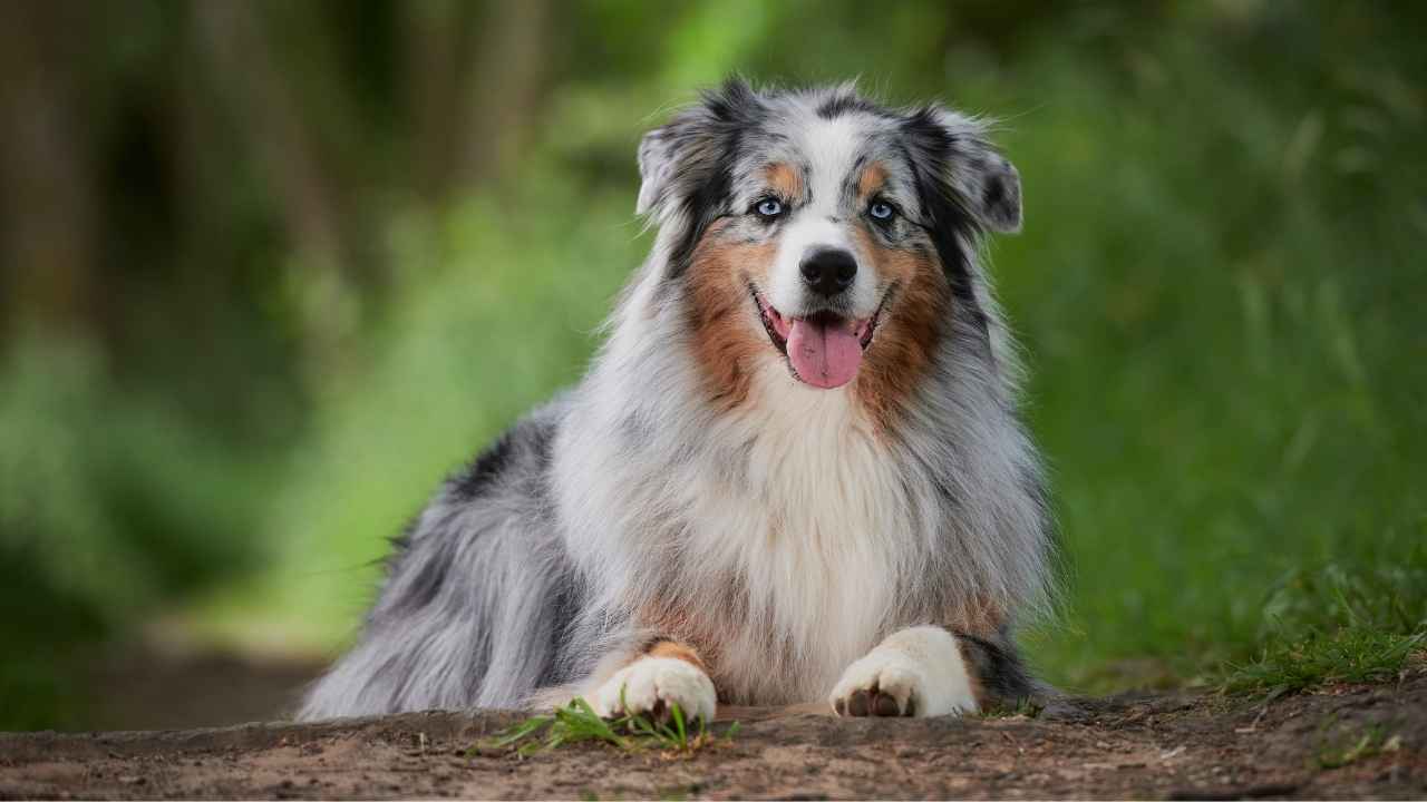 Australian Shepherd