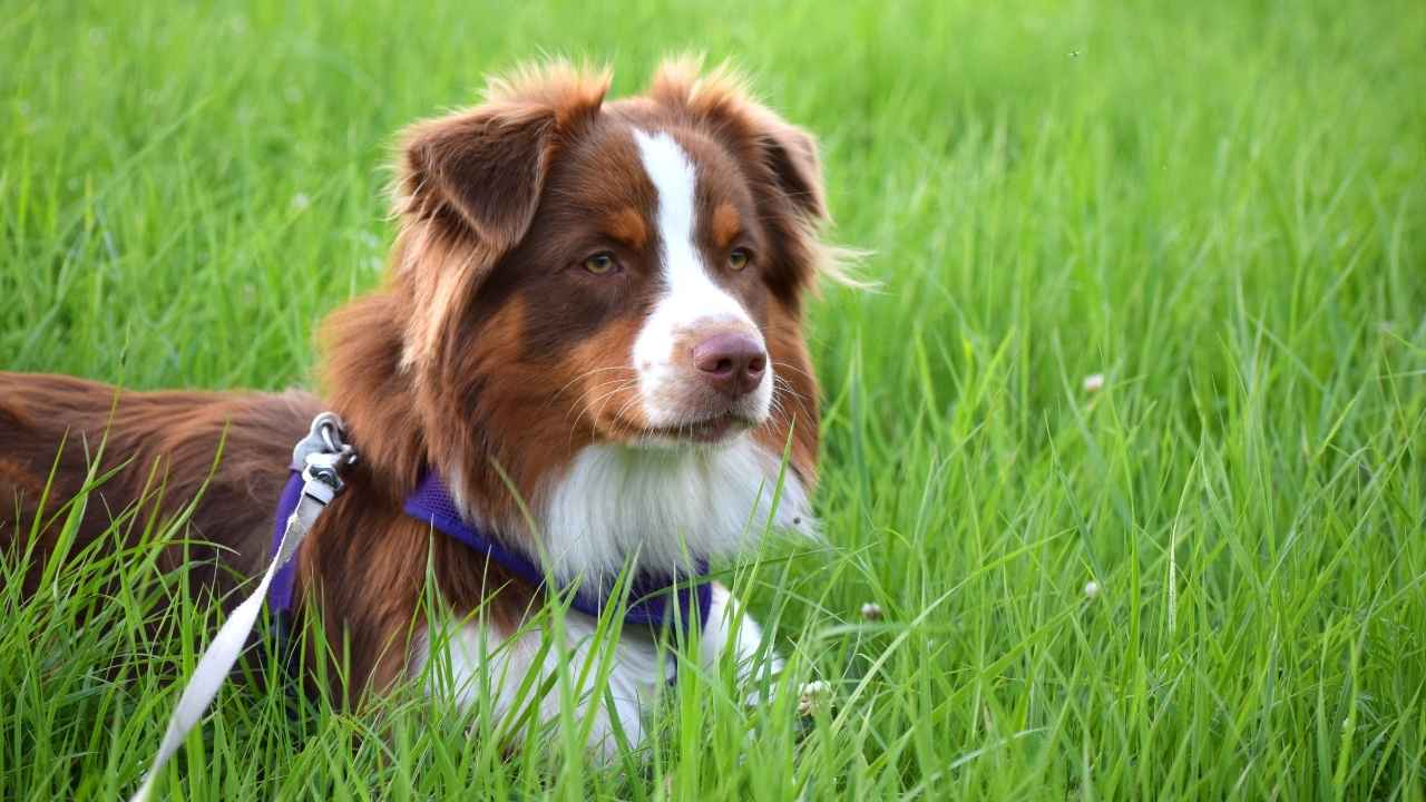 Australian Shepherd