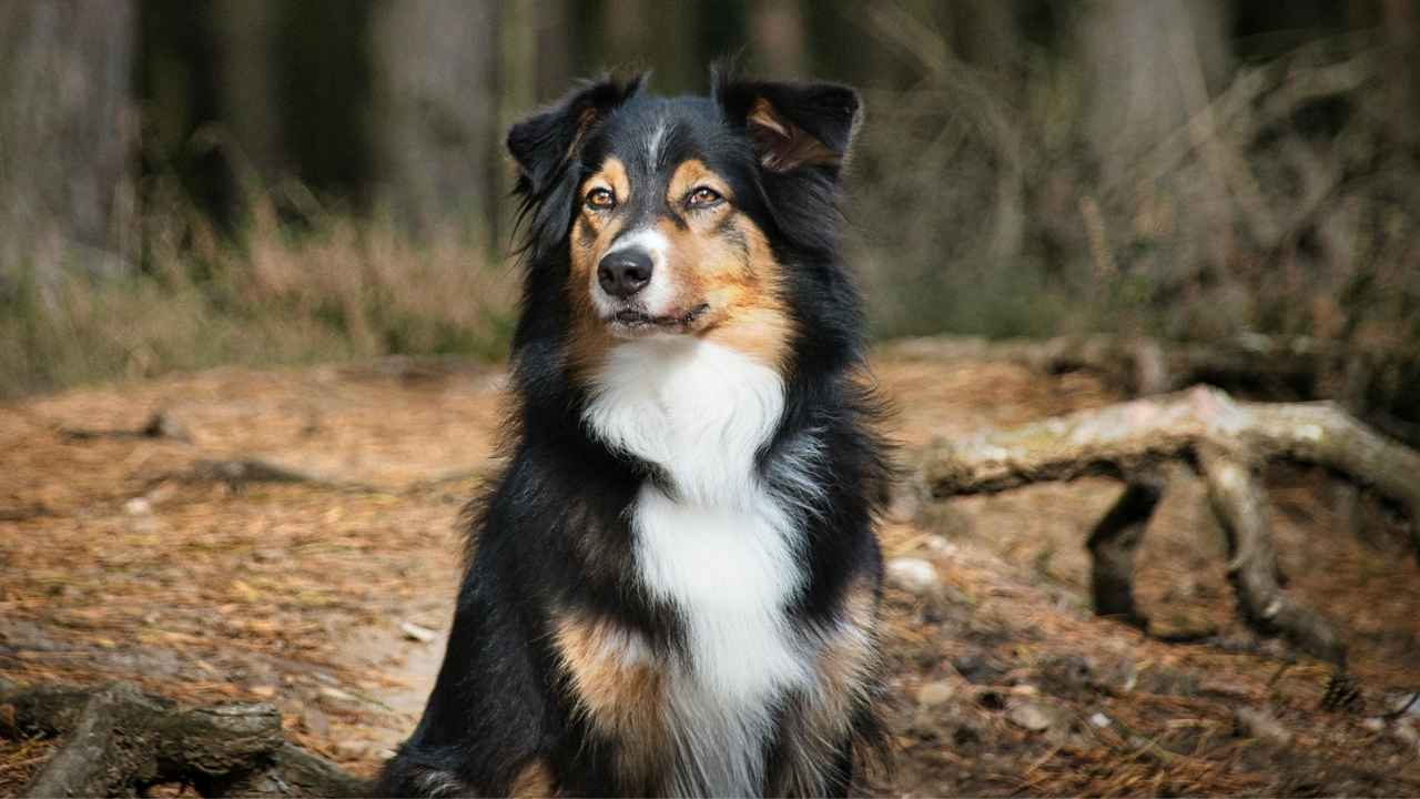 Australian Shepherd