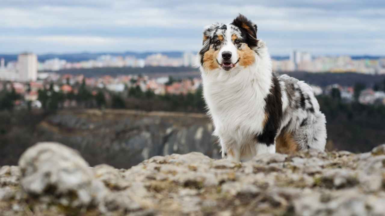 Australian Shepherd