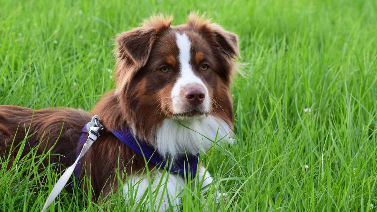 Australian Shepherd