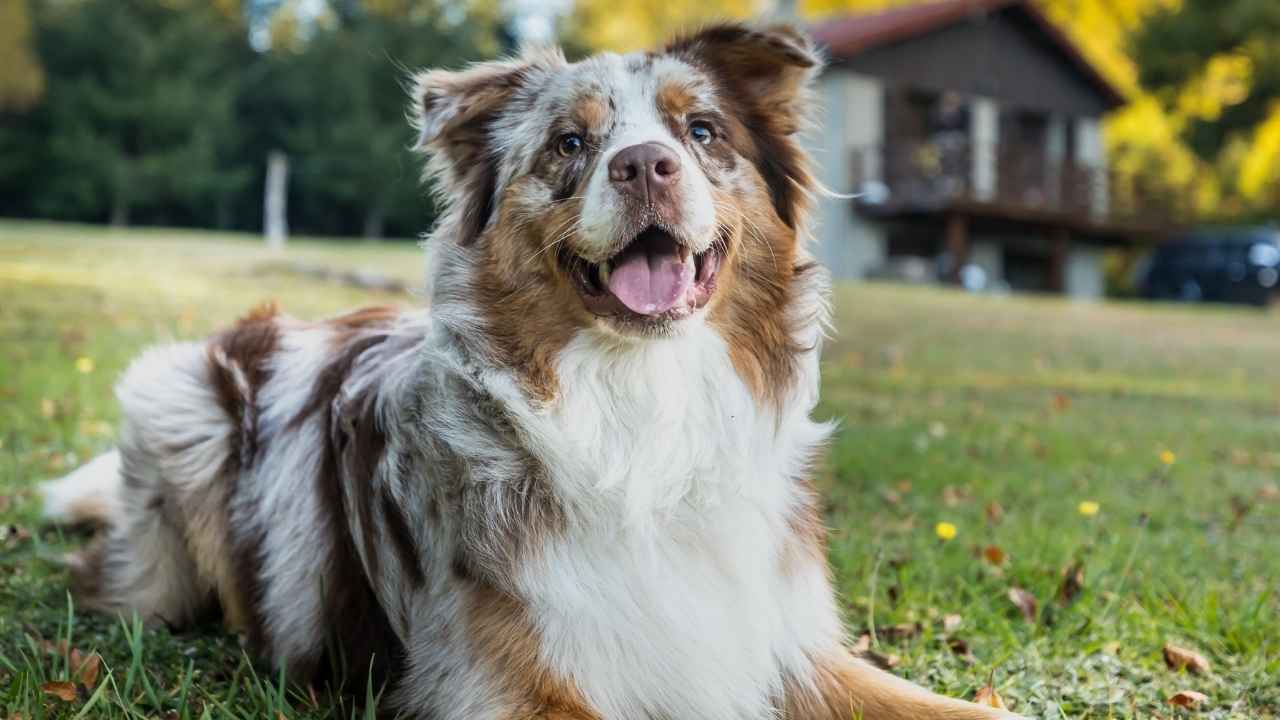 Australian Shepherd