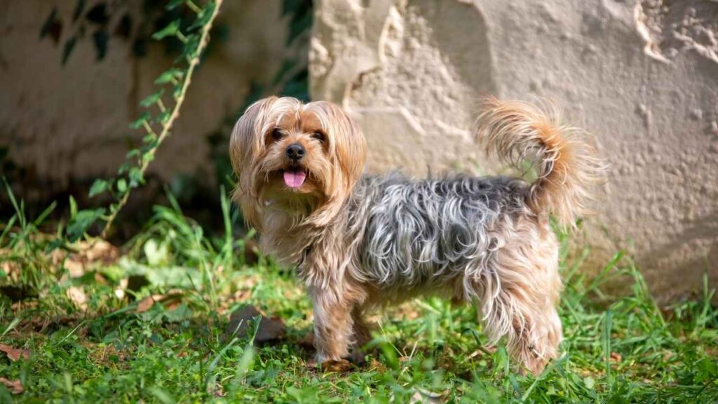 Australian Silky Terrier