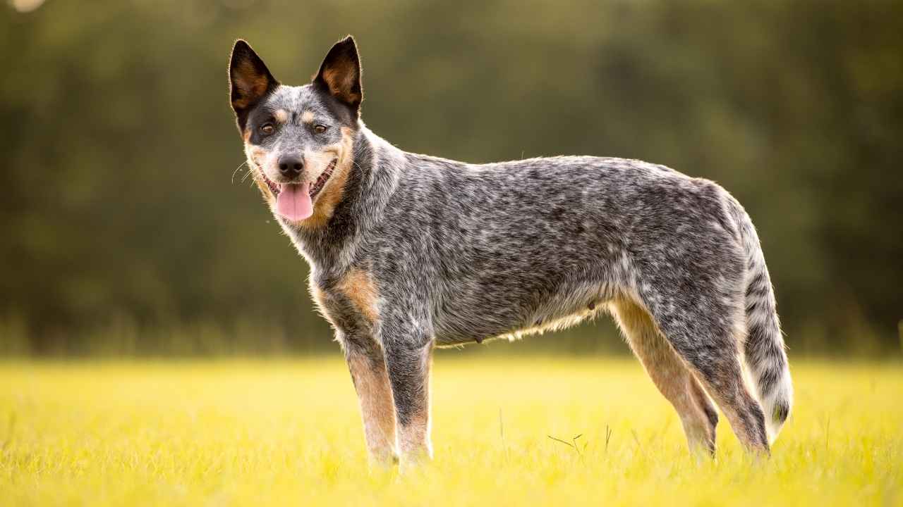 Australian Stumpy Tail Cattle Dog