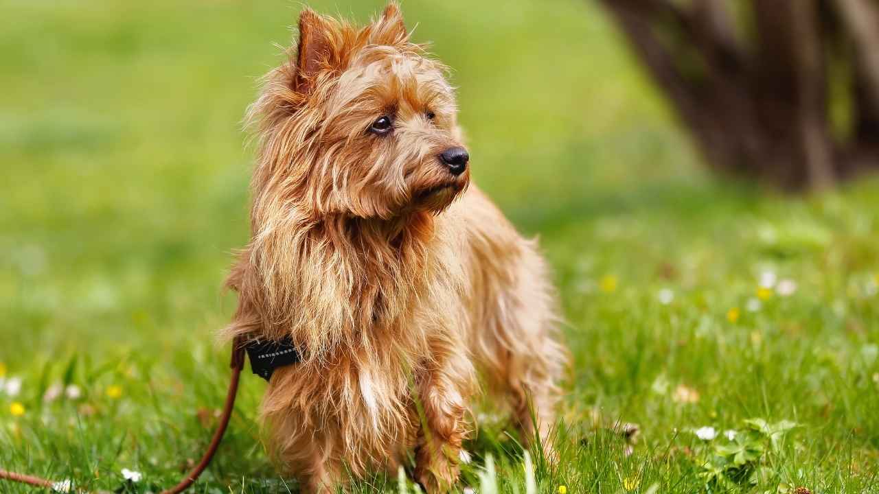 Australian Terrier