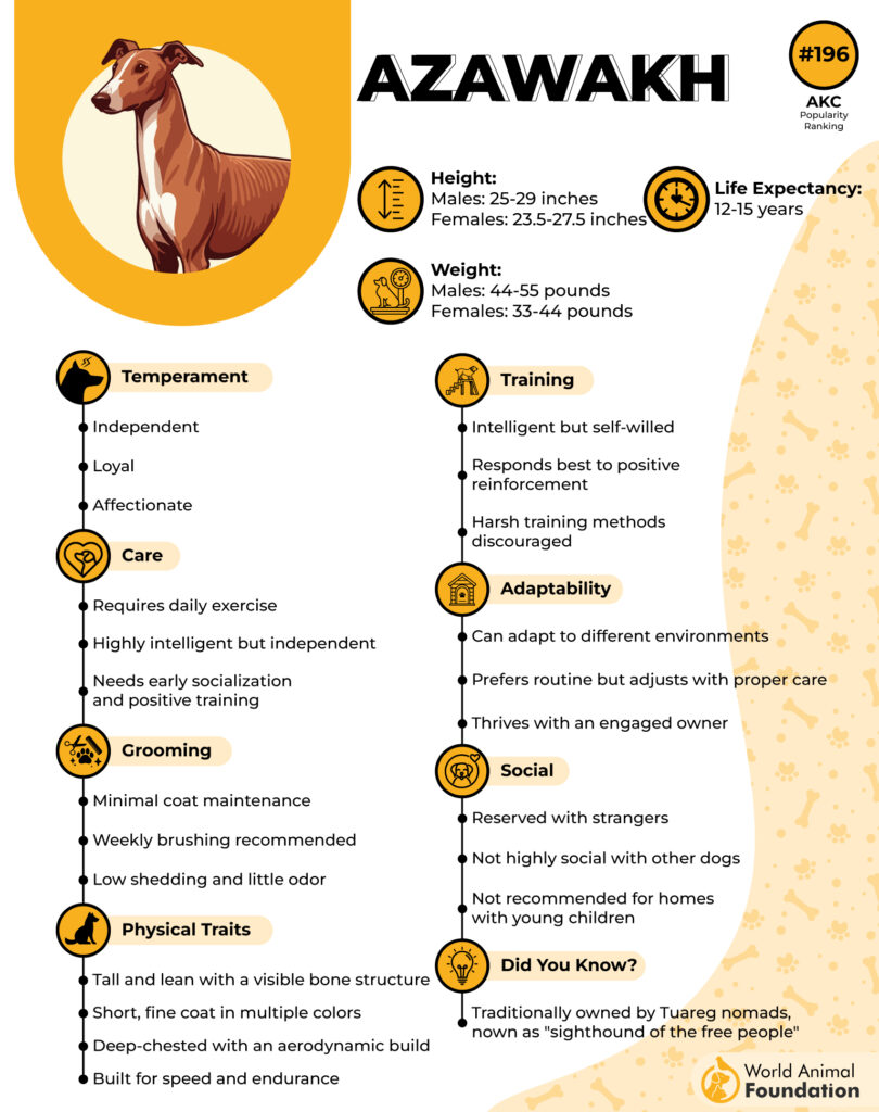 Azawakh Breed Profile 01