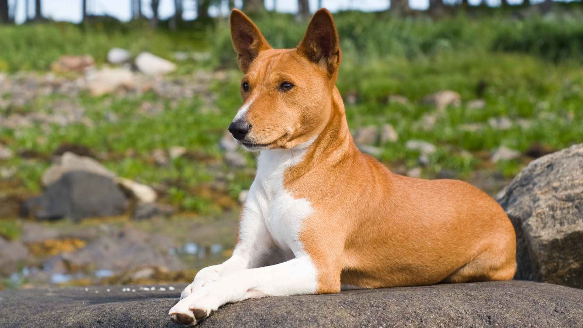 Basenji