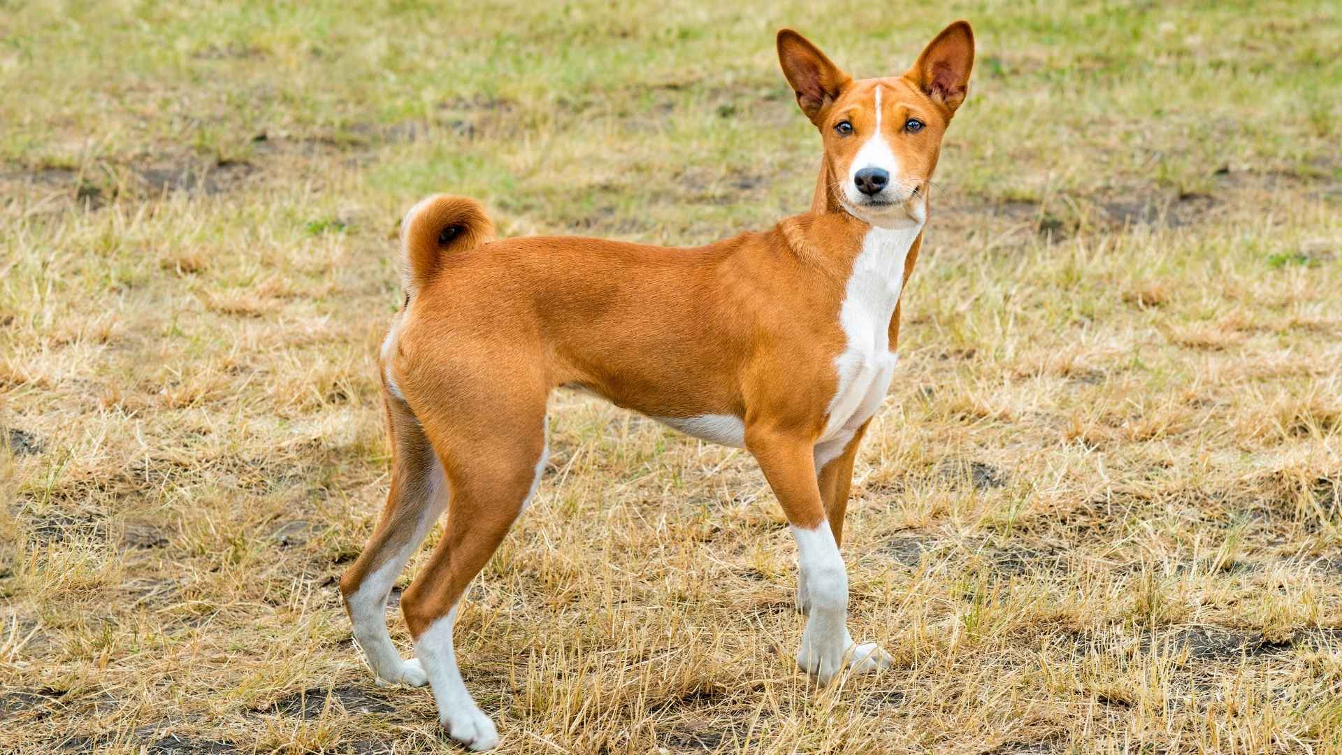 Basenji