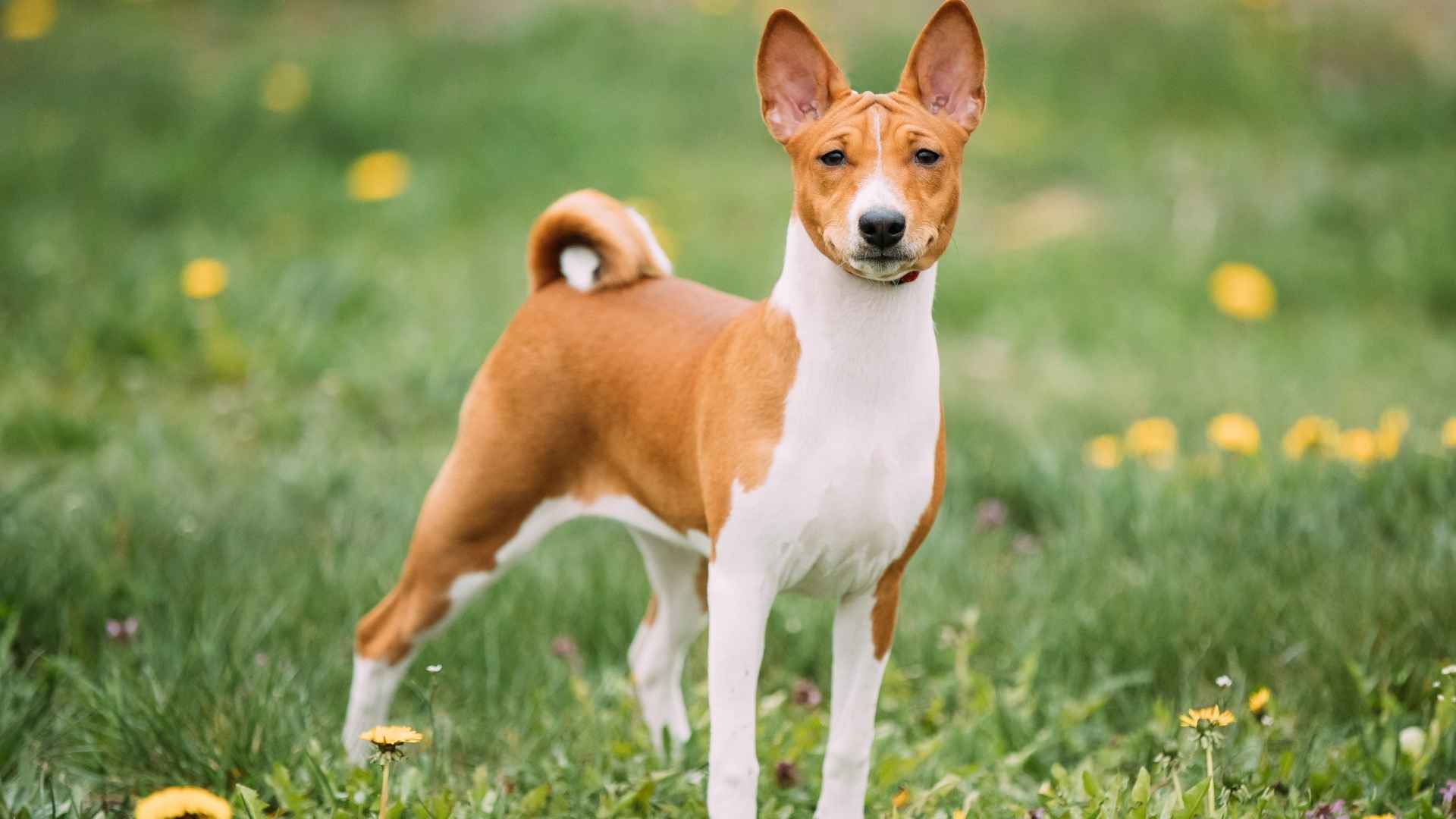 Basenji