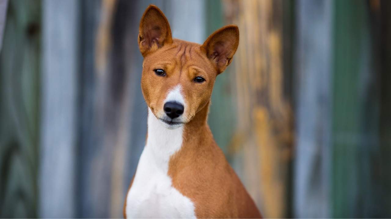 Basenji