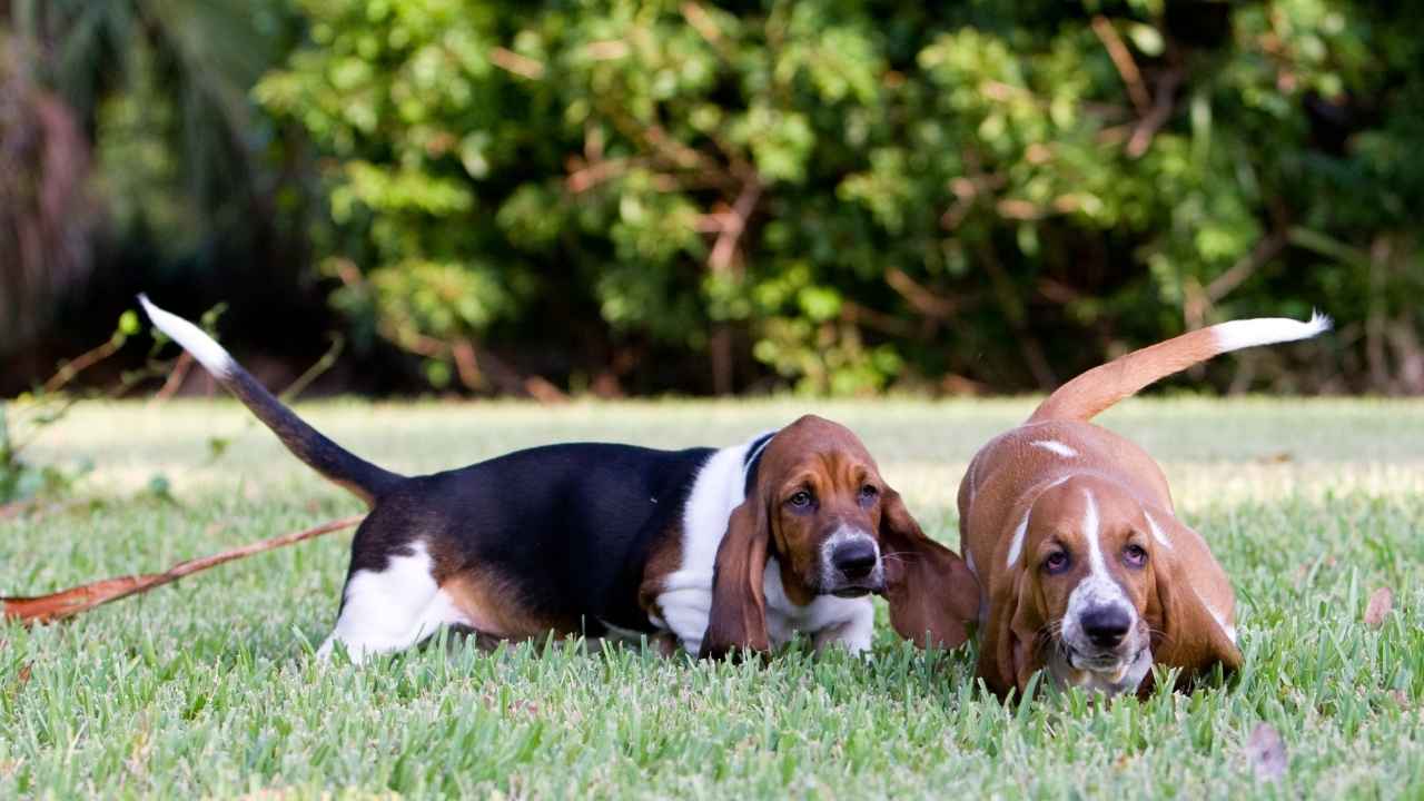 Basset Hound