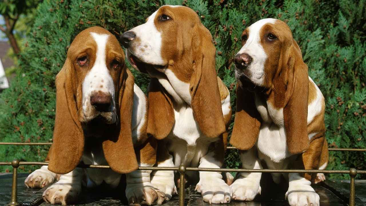 Basset Hound