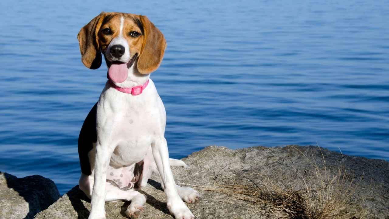 Beagle