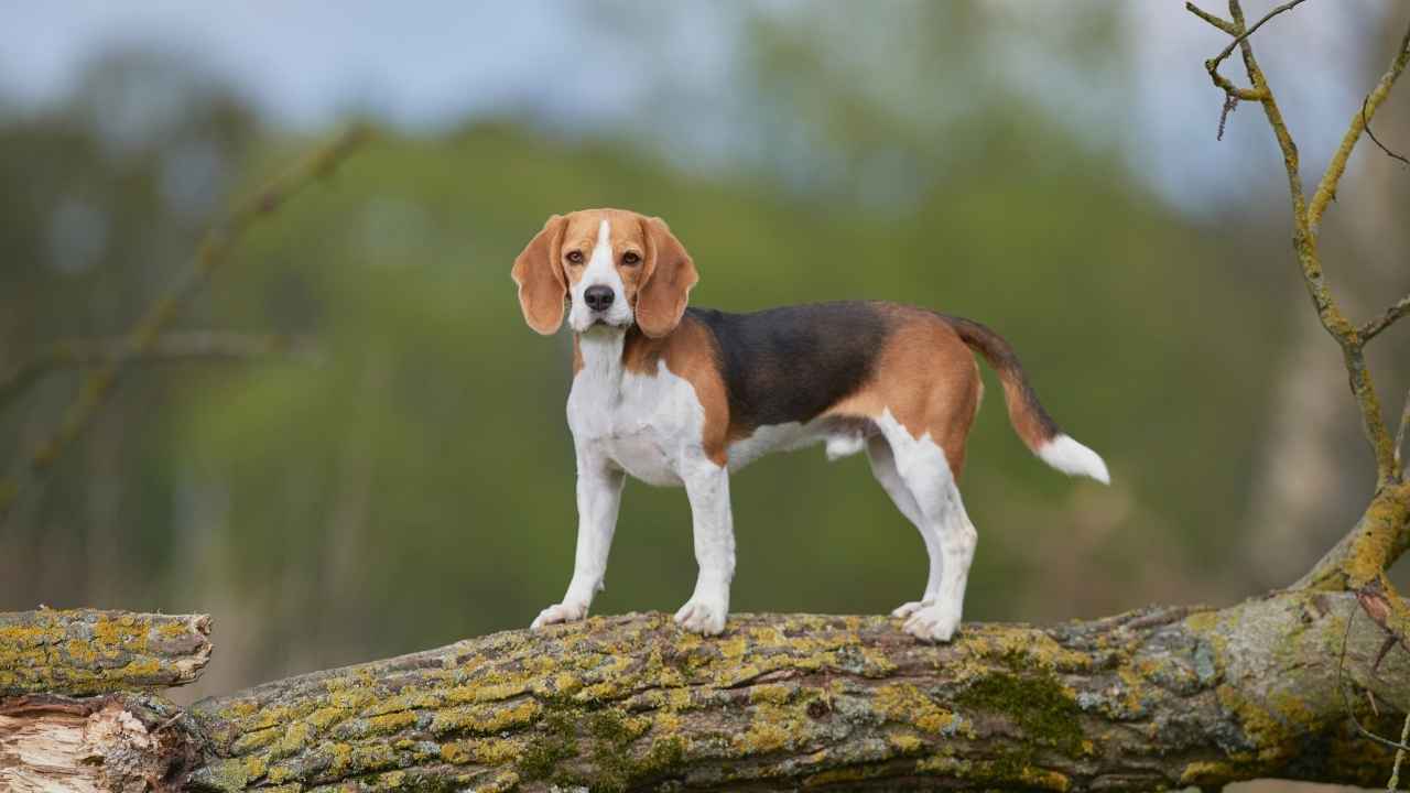 Beagle