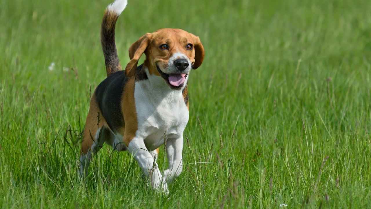 Beagle