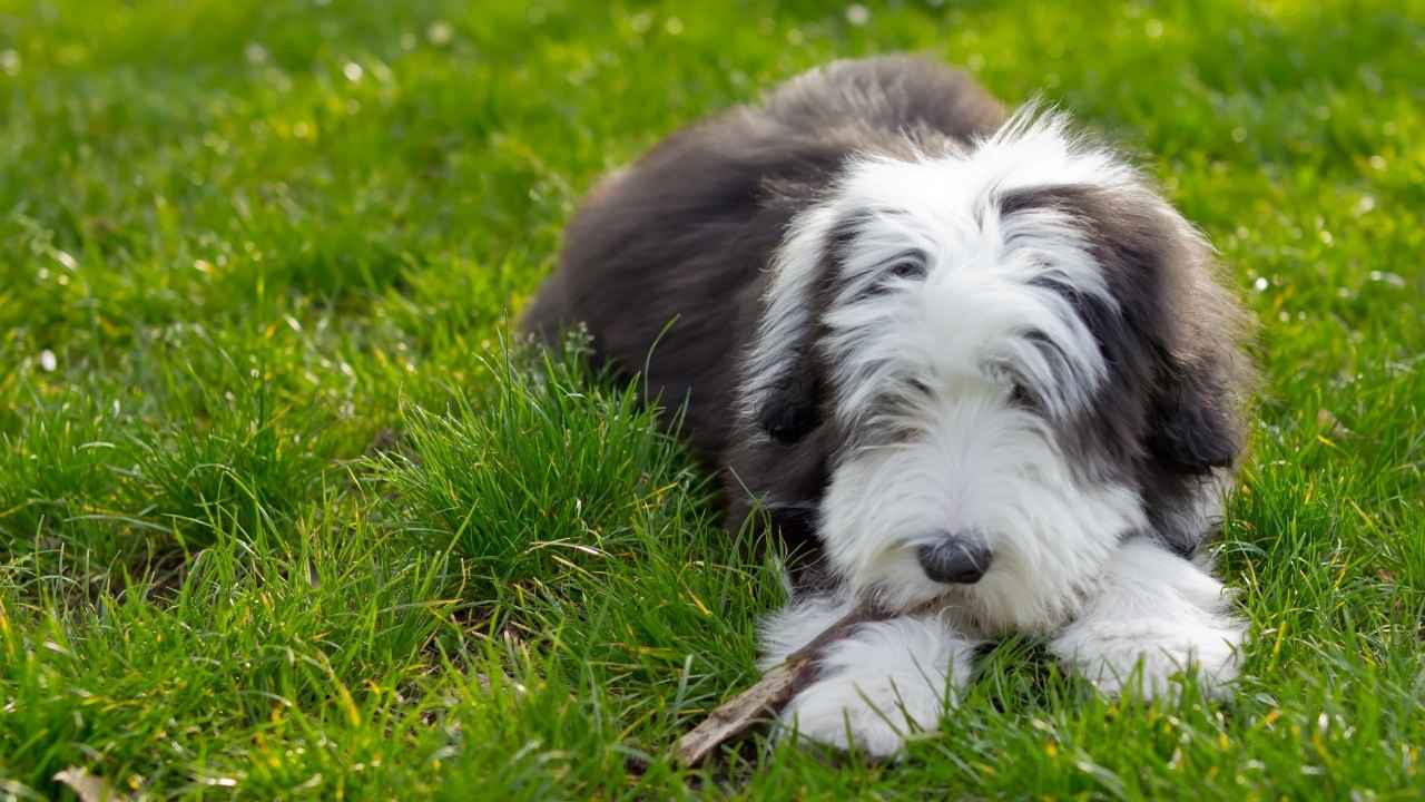 Bearded Collie