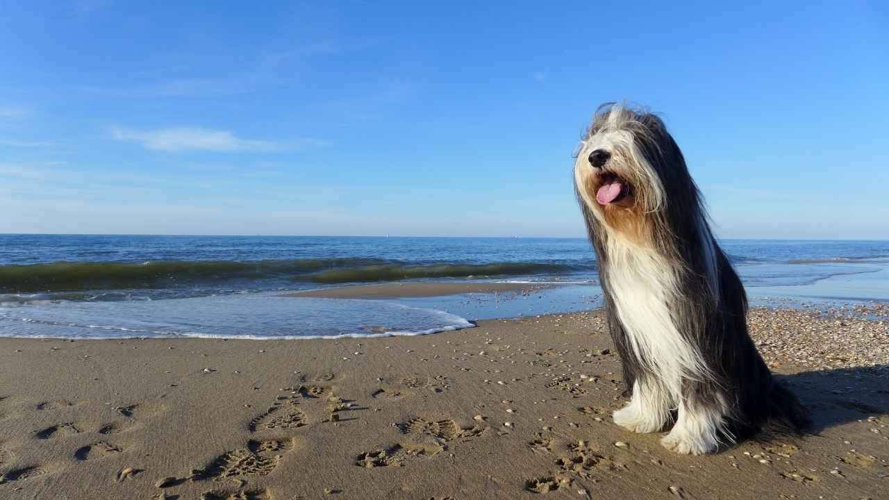 Bearded Collie