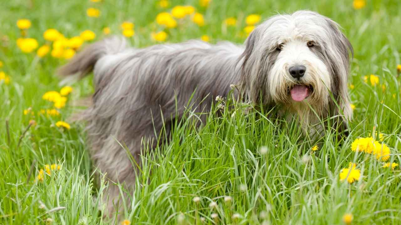 Bearded Collie