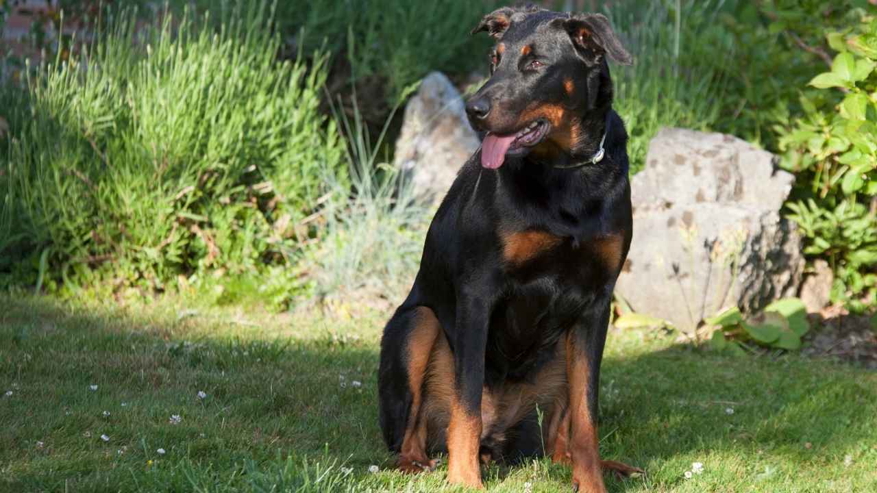 Beauceron