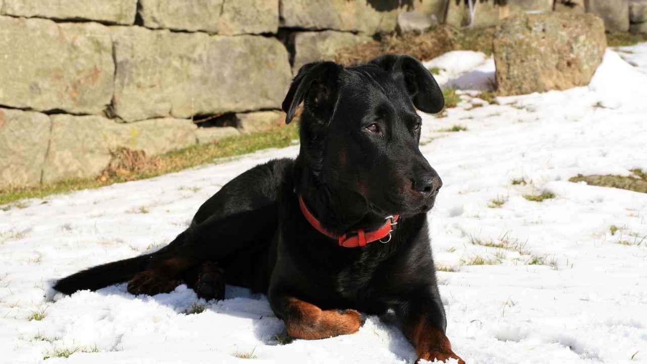 Beauceron