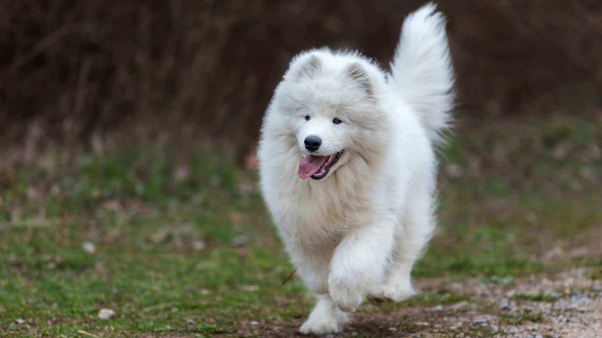 Beautiful White Dog Breeds with Stunning Snowy Coats