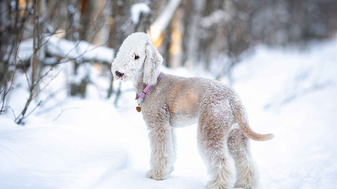 Bedlington Terrier