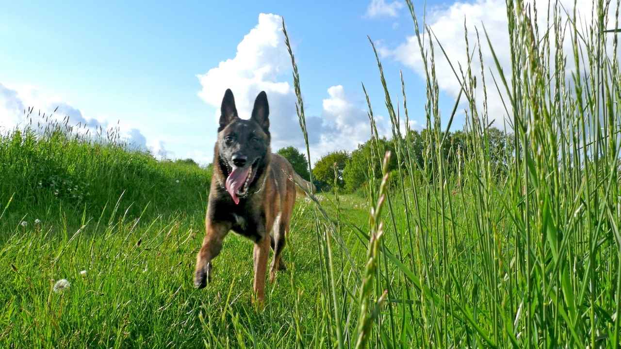 Belgian Malinois