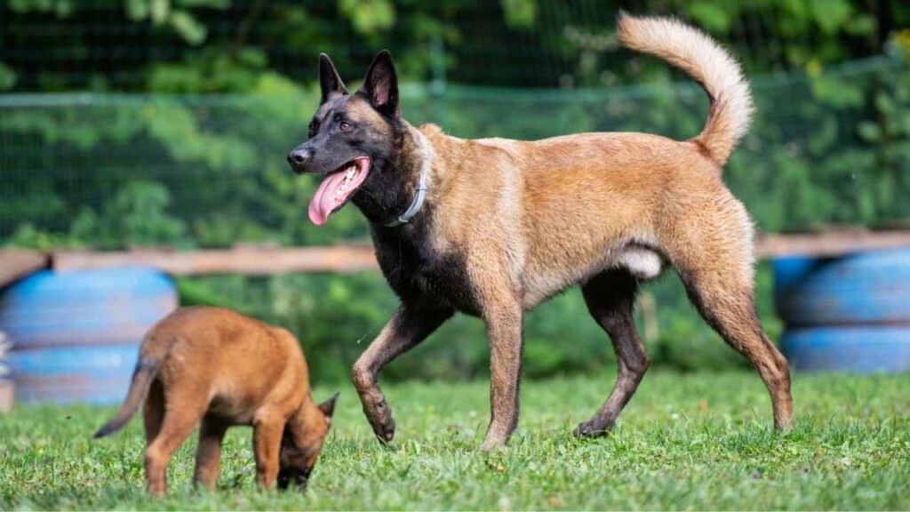 Belgian Malinois