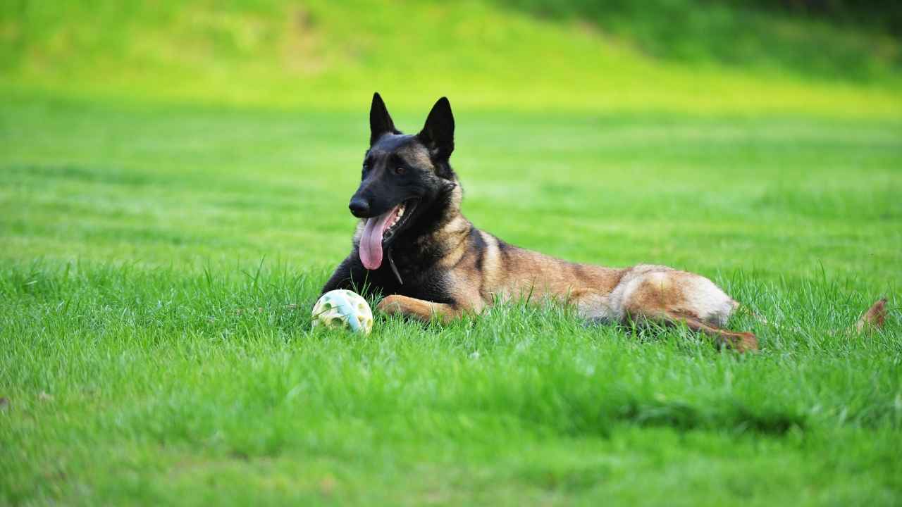 Belgian Malinois