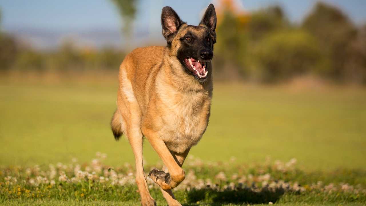 Belgian Malinois