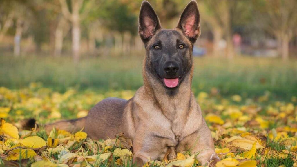 Belgian Malinois