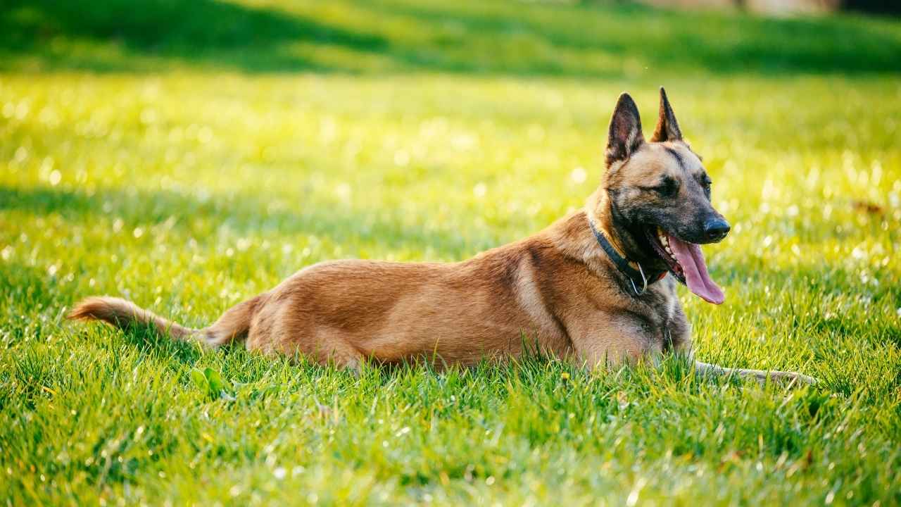 Belgian Malinois