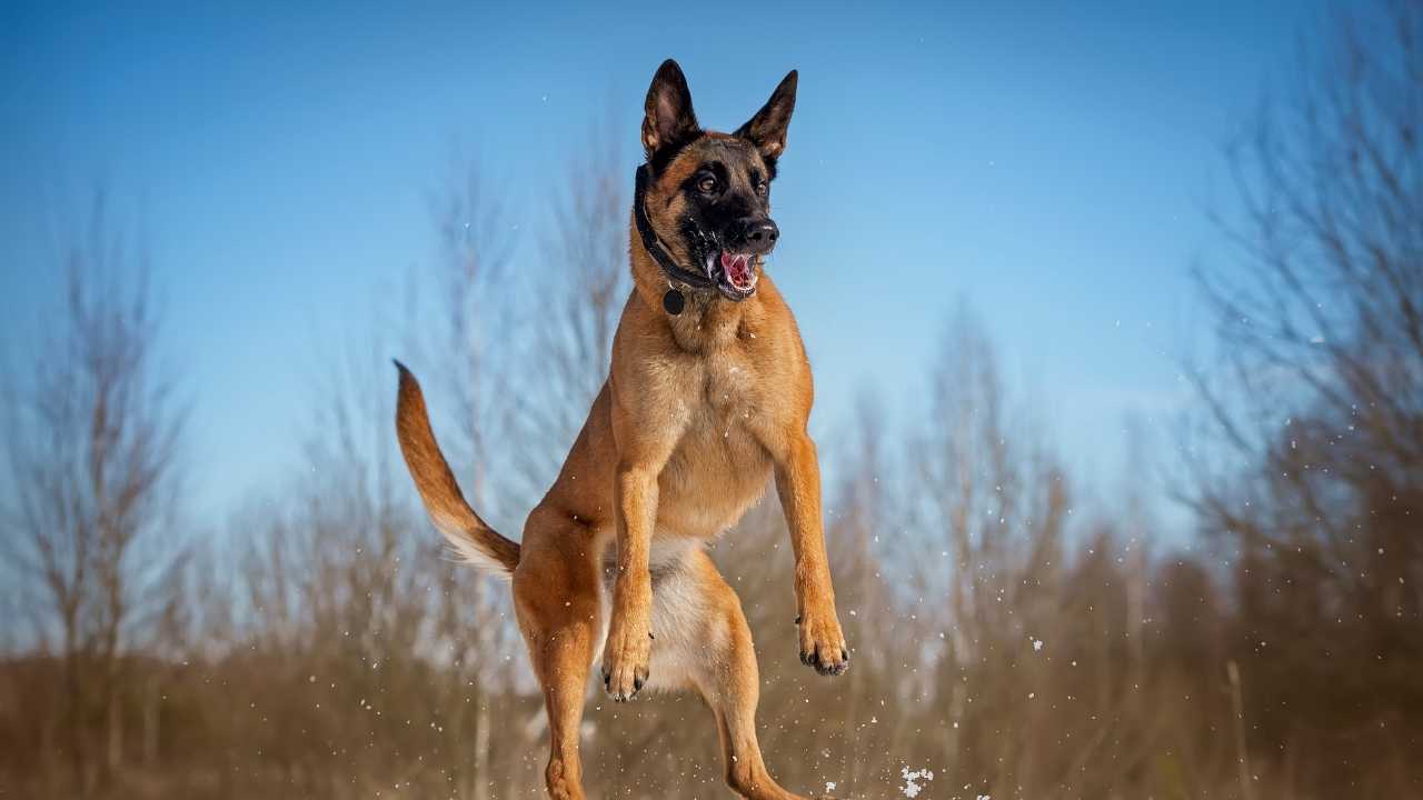 Belgian Malinois