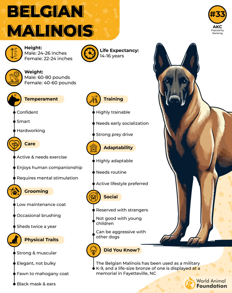 Belgian Malinois