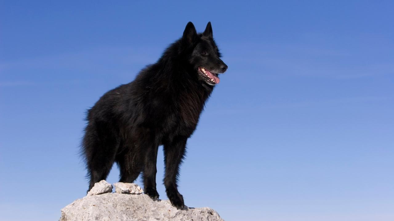 Belgian Sheepdog