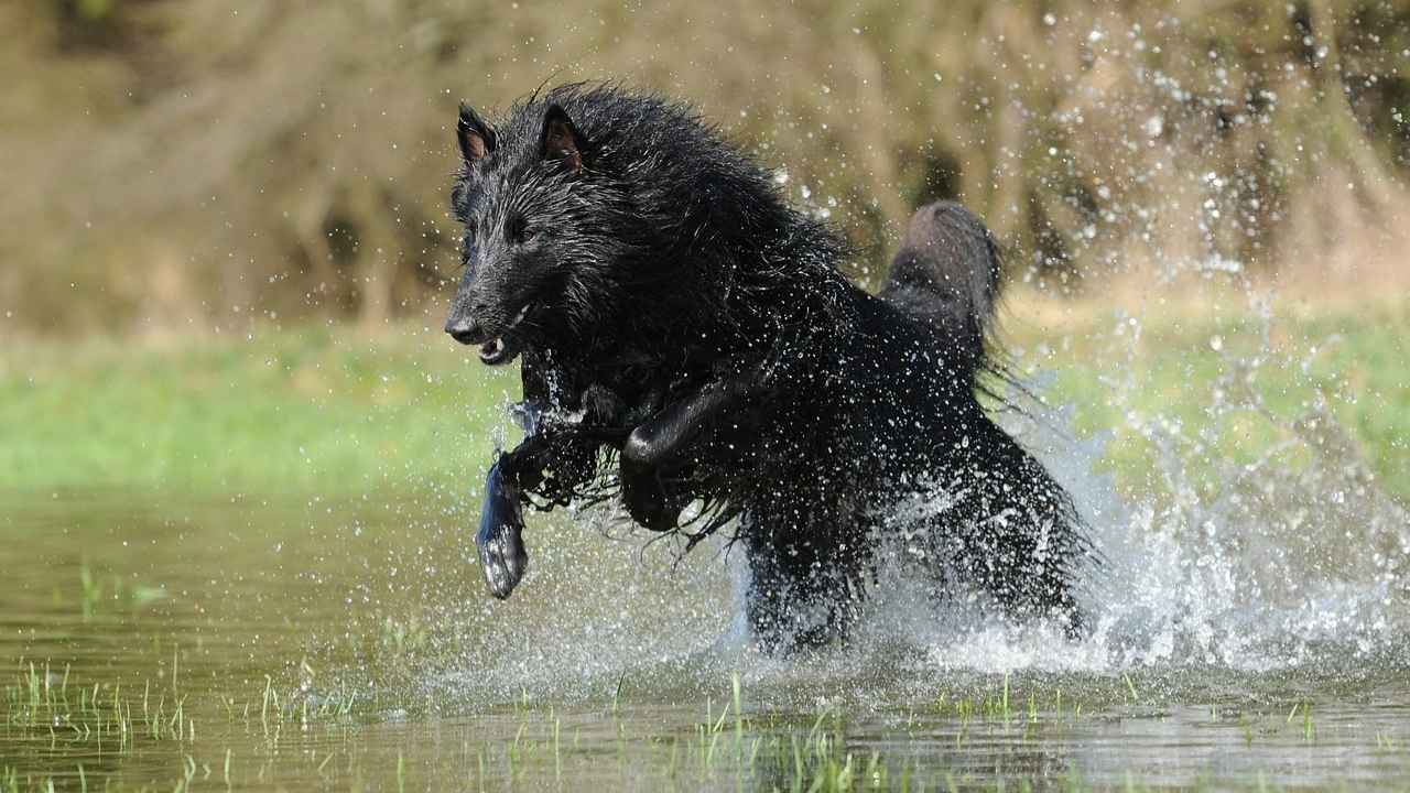 Belgian Sheepdog