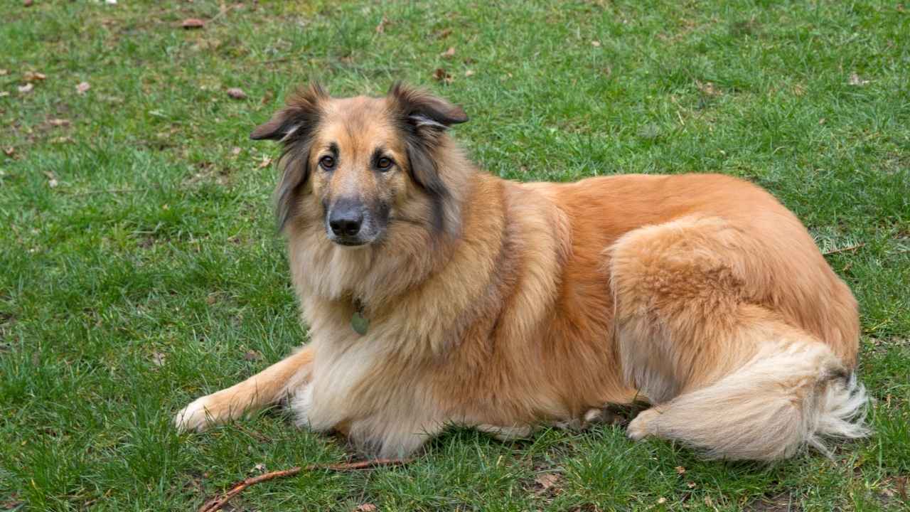 Belgian Tervuren