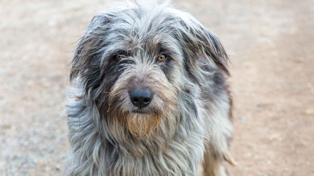 Bergamasco Sheepdog