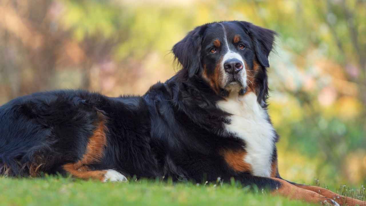 Bernese Mountain Dog