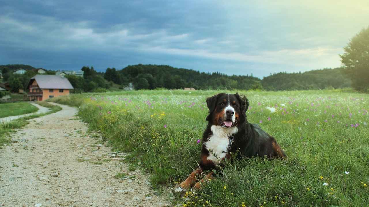 Bernese Mountain Dog