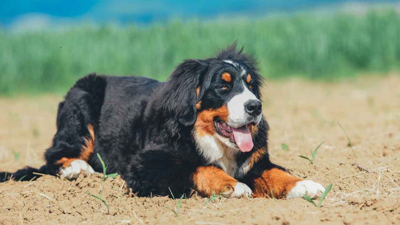 Bernese Mountain Dog