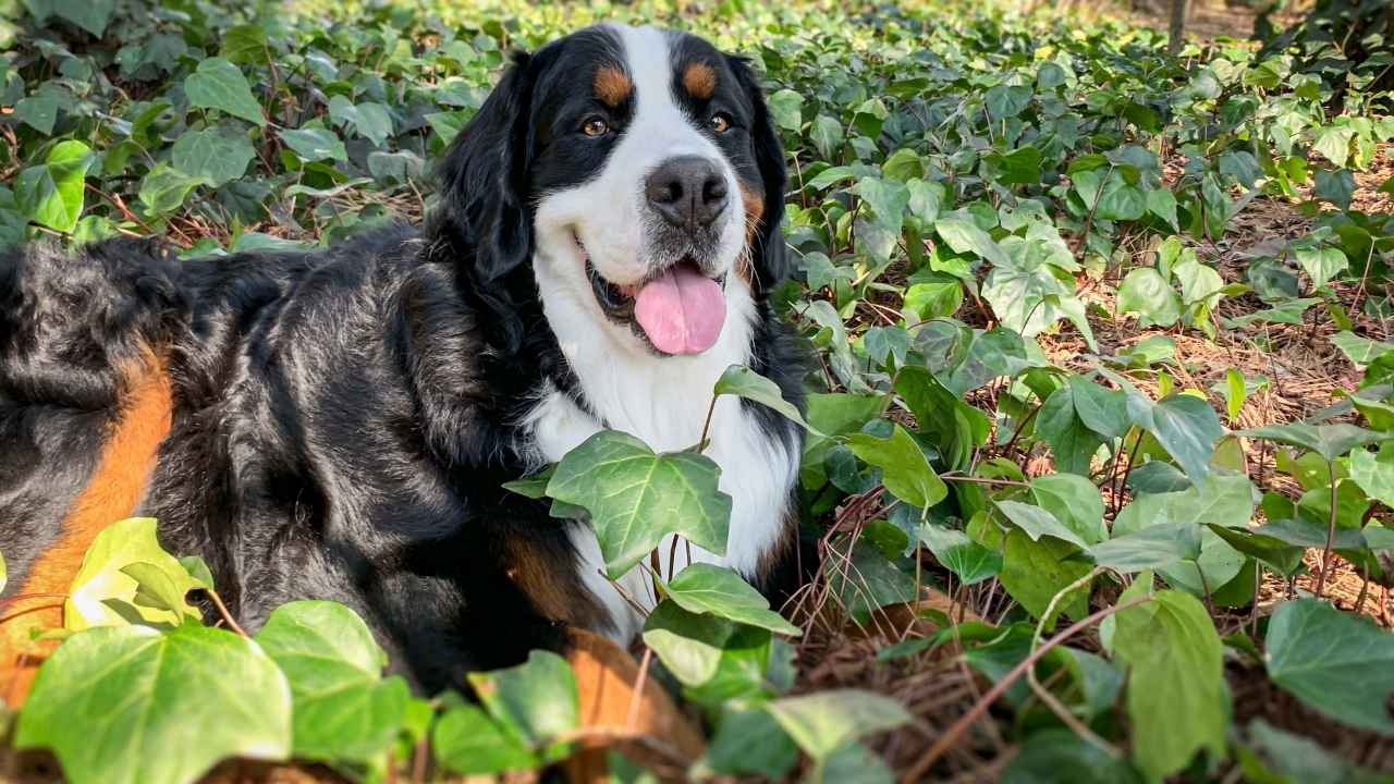 Bernese Mountain Dog